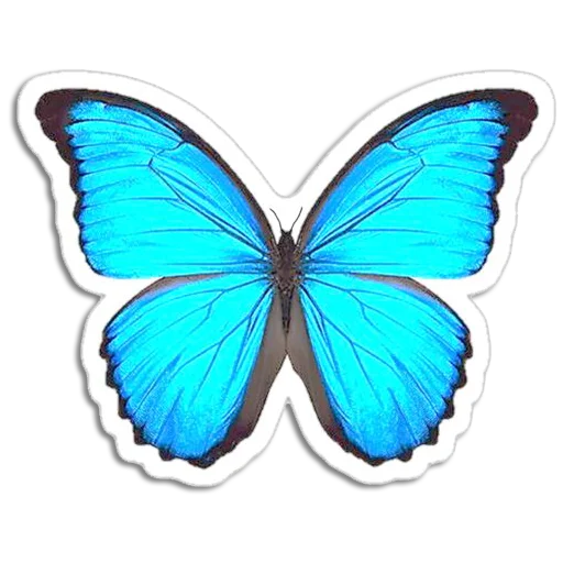 🦋 Стикер «Butterfly ਤਿਤਲੀ» для Telegram