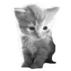 🌟 Эмодзи «ᥴ᧐Ⲙf᧐Rᴛ» для Telegram