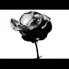 🤩 Эмодзи «bw» для Telegram