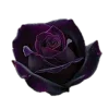 🤩 Эмодзи «𝓥𝓮𝓷𝓮𝓻𝓪𝓼 𝓐𝓬𝓪𝓭𝓮𝓶𝓲𝓪» для Telegram