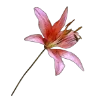 🌷 Эмодзи «😿 Няфф random emoji» для Telegram