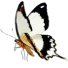 🦋 Эмодзи «😿 Няфф random emoji» для Telegram