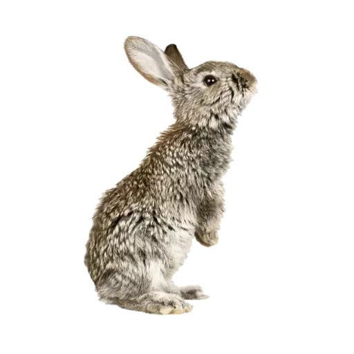 🐇 Стикер «» для Telegram