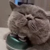 😌 Эмодзи «Кисы» для Telegram