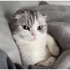 🤨 Эмодзи «Кисы» для Telegram