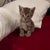 ☺️ Эмодзи «Кисы» для Telegram