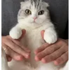 💃 Эмодзи «Кисы» для Telegram