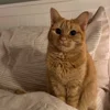 🐱 Эмодзи «Кисы» для Telegram