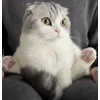 😨 Эмодзи «Кисы» для Telegram
