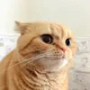 😑 Эмодзи «Кисы» для Telegram
