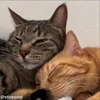 ❤️ Эмодзи «Кисы» для Telegram