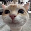 😁 Эмодзи «Кисы» для Telegram