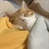 🥹 Эмодзи «Кисы» для Telegram