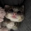 ❤️ Эмодзи «Кисы» для Telegram