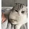 😾 Эмодзи «Кисы» для Telegram