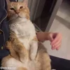 😜 Эмодзи «Кисы» для Telegram