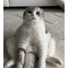♒️ Эмодзи «Кисы» для Telegram