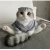 😺 Эмодзи «Кисы» для Telegram