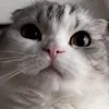 😐 Эмодзи «Кисы» для Telegram