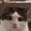 😕 Эмодзи «Кисы» для Telegram