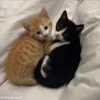 ❤️ Эмодзи «Кисы» для Telegram