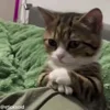 ❤️ Эмодзи «Кисы» для Telegram