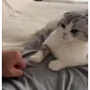 🤜 Эмодзи «Кисы» для Telegram