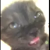 🐱 Эмодзи «Кисы» для Telegram