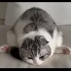 💧 Эмодзи «Кисы» для Telegram