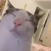 😪 Эмодзи «Кисы» для Telegram