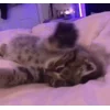 🐱 Эмодзи «Кисы» для Telegram