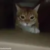 😂 Эмодзи «Кисы» для Telegram