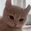 🥺 Эмодзи «Кисы» для Telegram