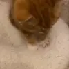 🐱 Эмодзи «Кисы» для Telegram