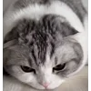 😿 Эмодзи «Кисы» для Telegram