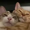 ❤️ Эмодзи «Кисы» для Telegram