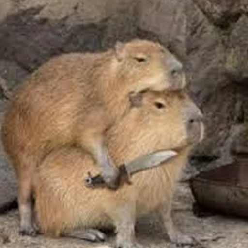 Стикерпак Capybara Are My Life для Telegram — скачать