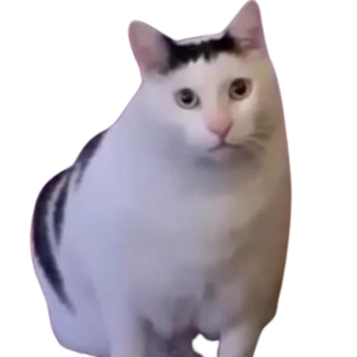 😳 Стикер «catass» для Telegram