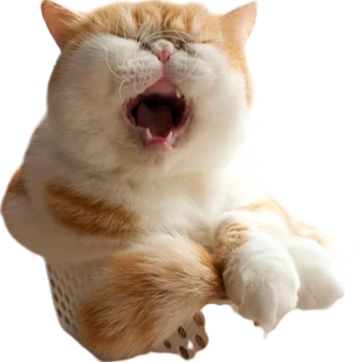 Стикерпак catass для Telegram — скачать