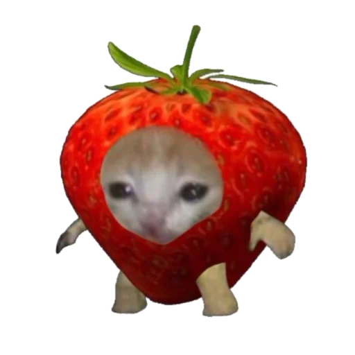 🍓 Стикер «Типо коты еда» для Telegram