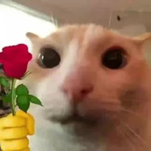 🌹 Стикер «cat_ip» для Telegram