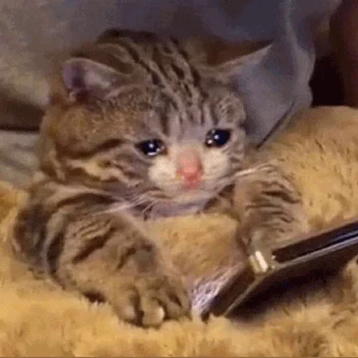 😢 Стикер «Official» для Telegram