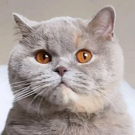 Стикерпак Cat Emoji для Telegram — скачать