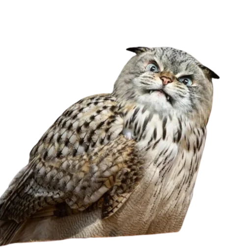 Стикерпак Cat Faces для Telegram — скачать