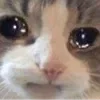 🥺 Эмодзи «👍 Котопак эмодзи» для Telegram