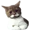 👨‍🦳 Эмодзи «👍 Котопак эмодзи» для Telegram