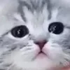 ☹️ Эмодзи «👍 Котопак эмодзи» для Telegram
