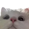 🙄 Эмодзи «👍 Котопак эмодзи» для Telegram
