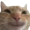 ☺️ Эмодзи «👍 Котопак эмодзи» для Telegram