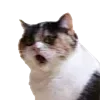😮 Эмодзи «👍 Котопак эмодзи» для Telegram